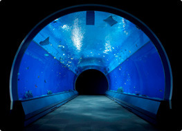 魚の回遊トンネルで、ムードたっぷりデート♡